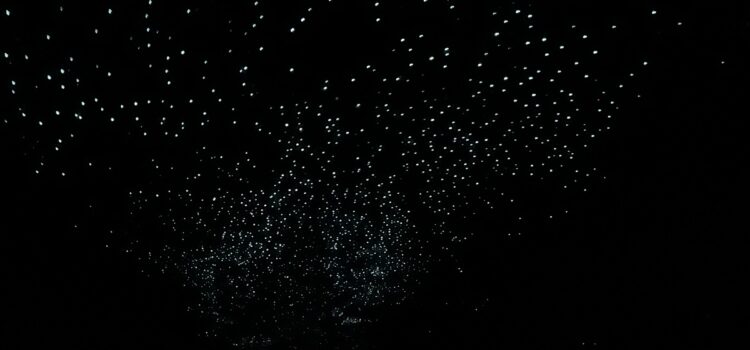 The Otherworldly Waitomo Glowworm Caves & the Beautiful Hamilton Gardens